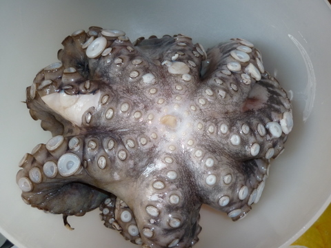 CaracUlei02
